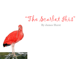 How was Doodle like the Scarlet Ibis?