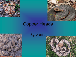 CopperHeads