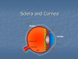 Sclera and cornea