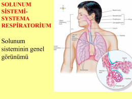 8-solunum sistemi