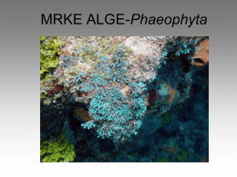 MRKE ALGE-phaeophyta