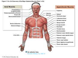 Appendicular Muscles