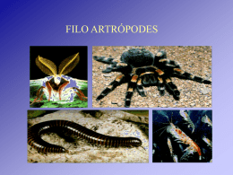 Classe Arachnida (Aracnídeos).