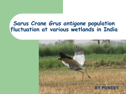 Population fluctuation of Sarus Crane Grus antigone at various