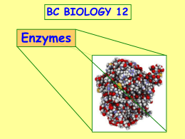 Enzymes (PowerPoint) - Akkad`s BC Biology 12
