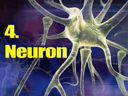 4_neuron