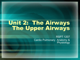 Unit 3: The Airways The Upper Airways