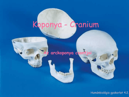 Koponya_2