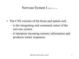 Lab 5: Nervous System I