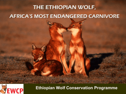EWCP and the Wolves By Zegeye Kibret Noveber