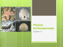 Phylum:Echinodermata