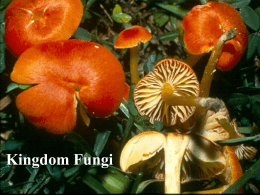 Intro. to the Fungi (PowerPoint Presentation)