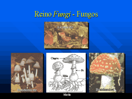 Classificação dos Fungos