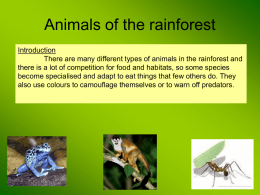 Animal Adaptations in the rainforest