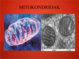 MITOKONDRIOAK Mitokondrioak zelula eukarioto guztietan dauden