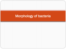 2-Morphology-of-bacteria