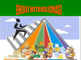 Enerji metabolizması - Diyetisyen Turan Gelir