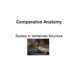 Comparative Anatomy - University of the Cumberlands