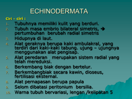 BAB 8 ECHINODERMATA - Website Biologi Yuhayuyu
