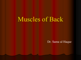 Muscles of Back