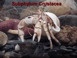 Subphylum Crustacea