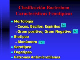 Clasificación Bacteriana Características Fenotípicas
