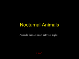 Nocturnal Animals 2
