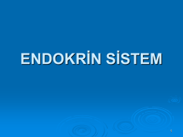 endokrin sistem okan11