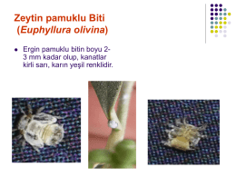 Zeytin pamuklu Biti (Euphyllura olivina)