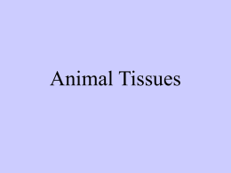 Animal Tissues PowerPoint for Lab