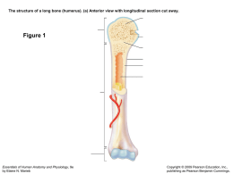 The structure of a long bone (humerus).