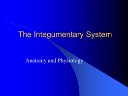 Integumentary System Powerpoint