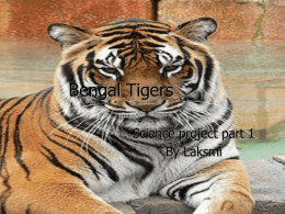 Bengal Tigers - Govardhan Academy