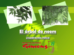 El arbol de neem - Tienda Naturista Ginseng