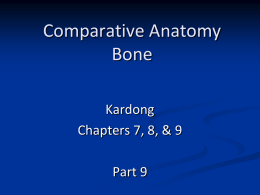Comparative Anatomy Bone