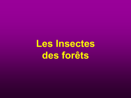 Insectes des forêts 2012