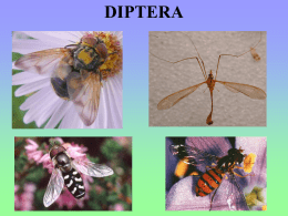 43_Diptera