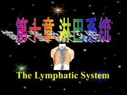 11淋巴系统