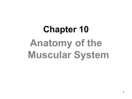 Anatomy of Muscle - Freeman Public Schools