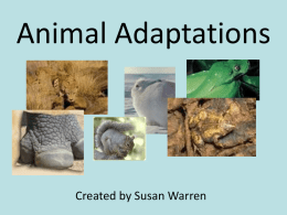 Animal Adaptations - Learning Is a Hoot!