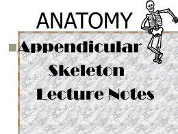 Appendicular Skeleton Notes