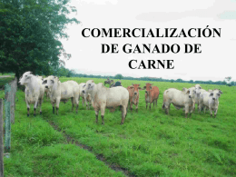 COMERCIALIZACIxN_DE_GANADO_DE_CARNE_2
