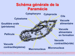 Schéma générale de la Paramécie