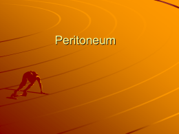 Peritoneum 2