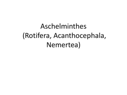 Aschelminthes