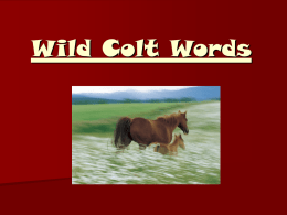 Wild Colt Words