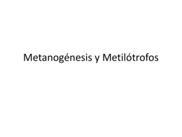 Metanogénesis y Metilótrofos