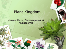Cone Bearing Plants: Characteristics
