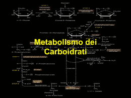6.metabolismo carboidrati