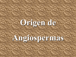 Origen de Angiospermas